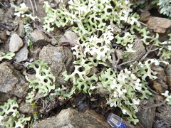 Xanthoparmelia semiviridis