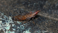 Scaphytopius rubellus