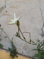 Nicotiana repanda