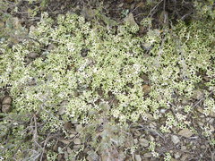 Xanthoparmelia semiviridis