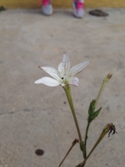 Nicotiana repanda