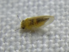 Blastopsylla occidentalis