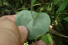 Stephania cephalantha