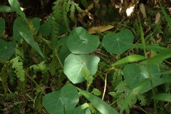 Stephania cephalantha