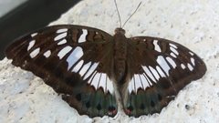 Euthalia adonia pinwilli