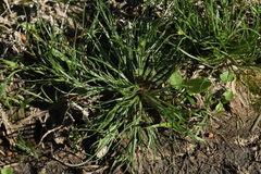 Juncus ranarius