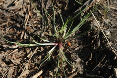Juncus ranarius