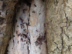 Crematogaster schmidti