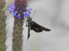 Piruna polingii