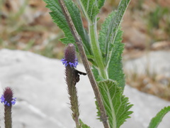 Piruna polingii