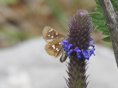 Piruna polingii