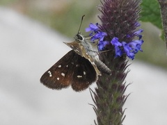 Piruna polingii