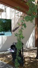 Vachellia farnesiana