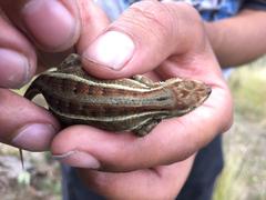 Sceloporus bicanthalis