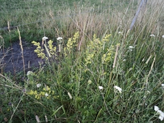 Galium × pomeranicum