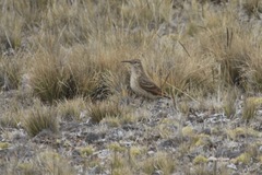 Geositta tenuirostris