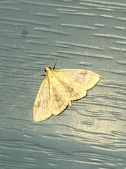 Crocidophora tuberculalis