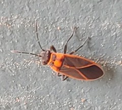 Ochrimnus lineoloides