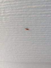 Ochrimnus lineoloides