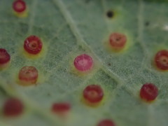 Neuroterus saltarius