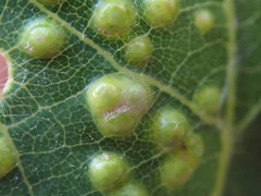 Neuroterus saltarius