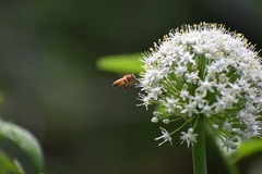 Apis mellifera