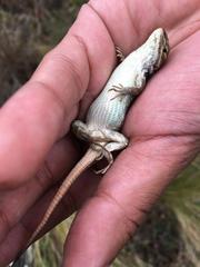 Sceloporus bicanthalis