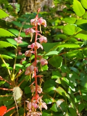 Pyrola aphylla