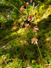 Pyrola aphylla