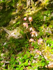 Pyrola aphylla