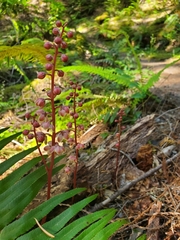 Pyrola aphylla