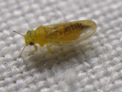 Blastopsylla occidentalis