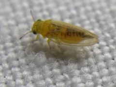 Blastopsylla occidentalis