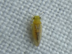 Blastopsylla occidentalis