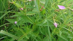 Rhexia mariana interior