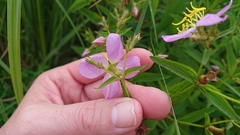 Rhexia mariana interior