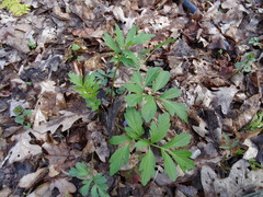 Hydrophyllum virginianum