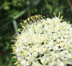 Chlorophorus varius