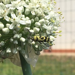 Chlorophorus varius