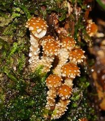 Psathyrella echinata