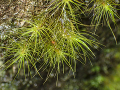 Dicranoloma menziesii