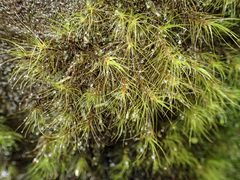 Dicranoloma menziesii