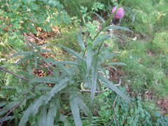 Cirsium serratuloides