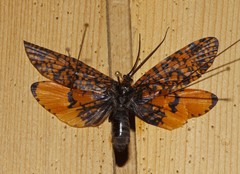 Oligostomis pardalis