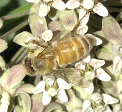 Apis mellifera