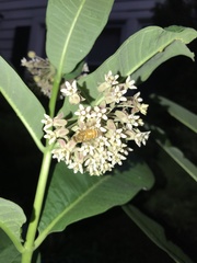 Apis mellifera