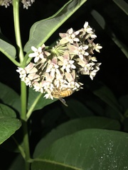 Apis mellifera