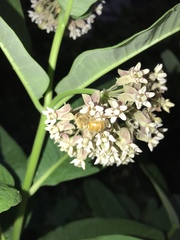 Apis mellifera