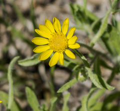 Heterotheca wisconsinensis
