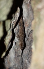 Tarentola americana